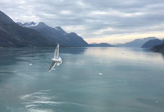 "Heaven's Grace" Glacier Bay National Park Artist Print